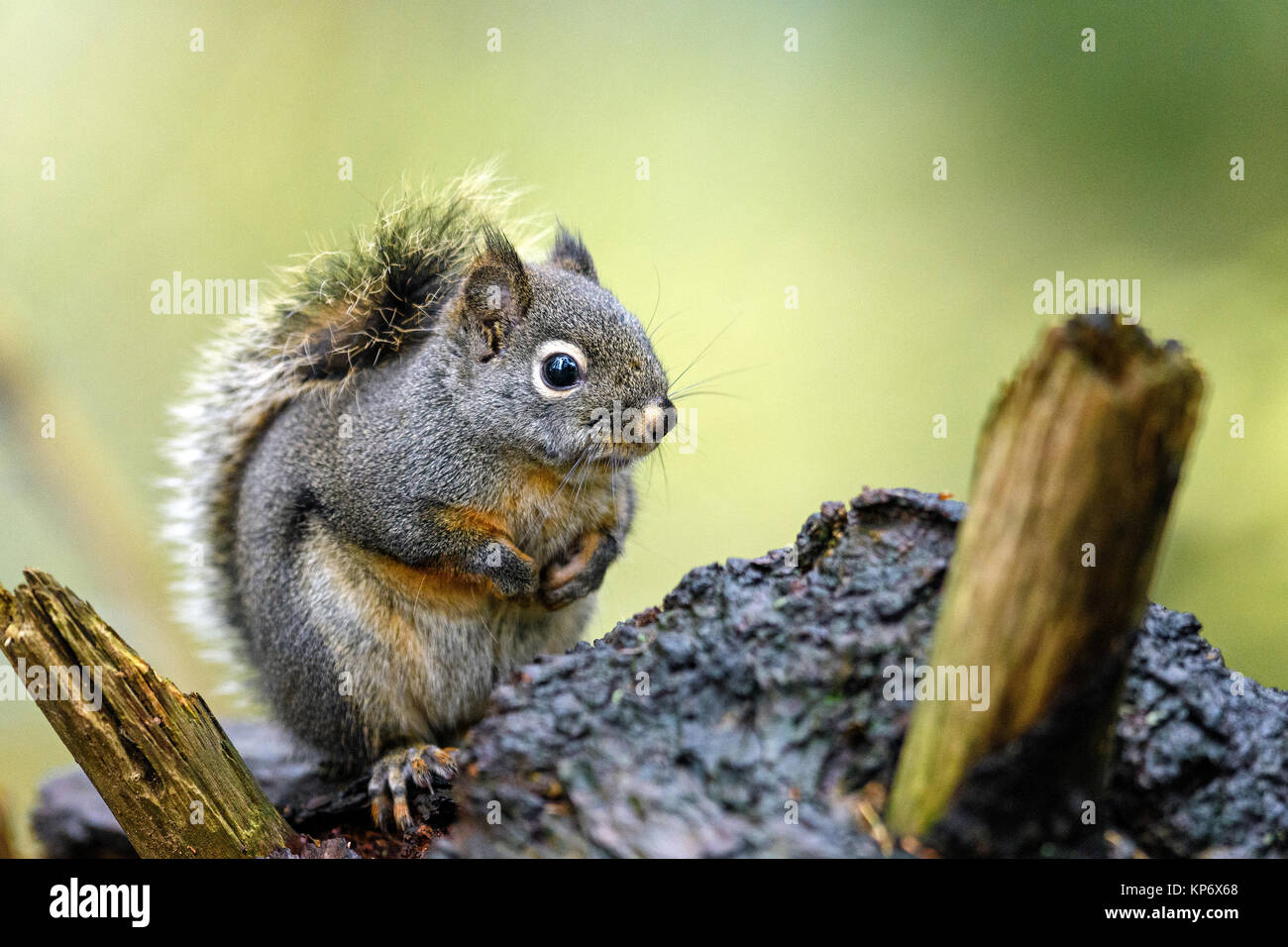 Douglas Eichhörnchen (Tamiasciurus maculata) in den Wäldern von der südwestlichen Küste von British Columbia, Kanada Stockfoto
