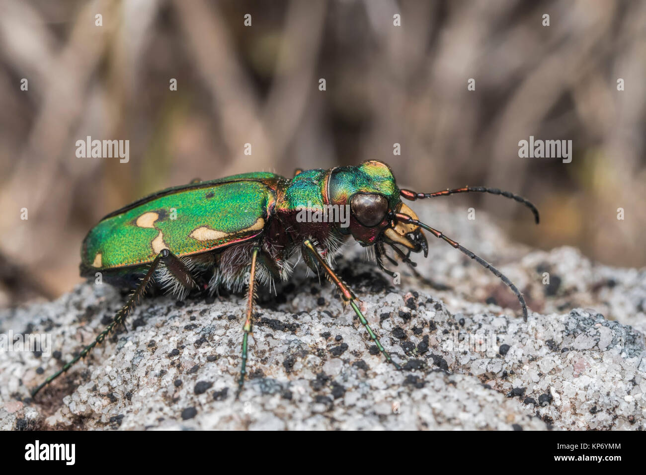 Green Tiger Beetle (Cicindela campestris) ruht auf einem felsigen Weg in den Wald. Cahir, Tipperary, Irland. Stockfoto