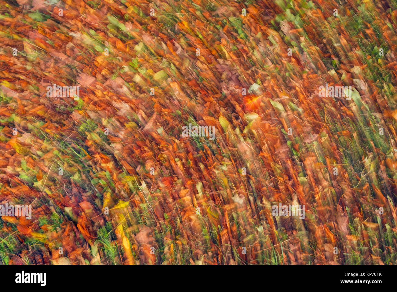 Blatt blur im Herbst Stockfoto