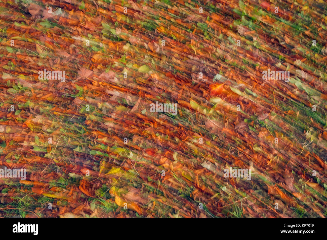 Blatt blur im Herbst Stockfoto