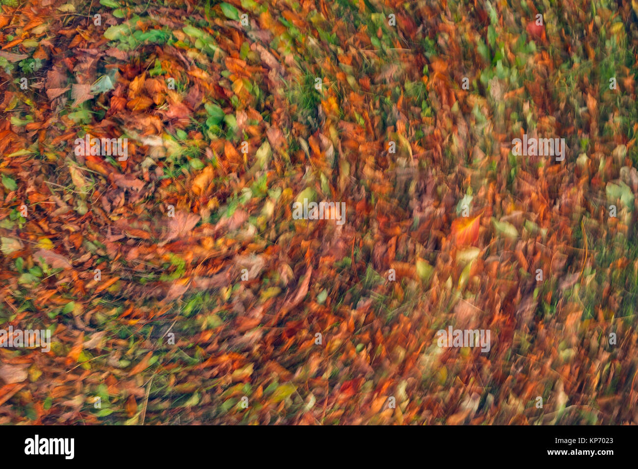 Blatt blur im Herbst Stockfoto