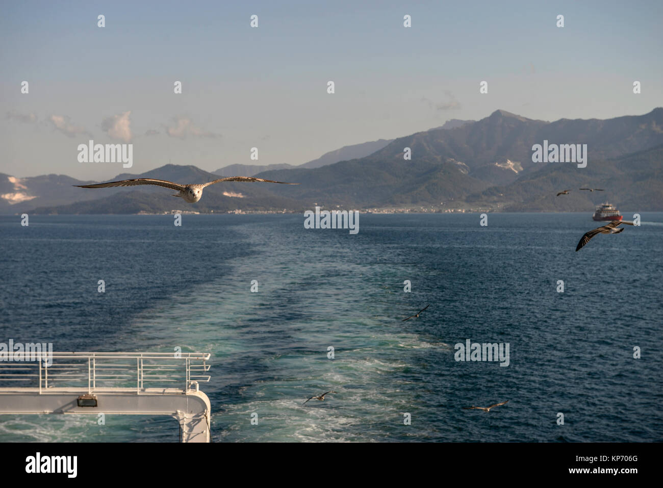 Möwe Vogel fliegen Seite Nahaufnahme, blured Schiff im Hintergrund Stockfoto