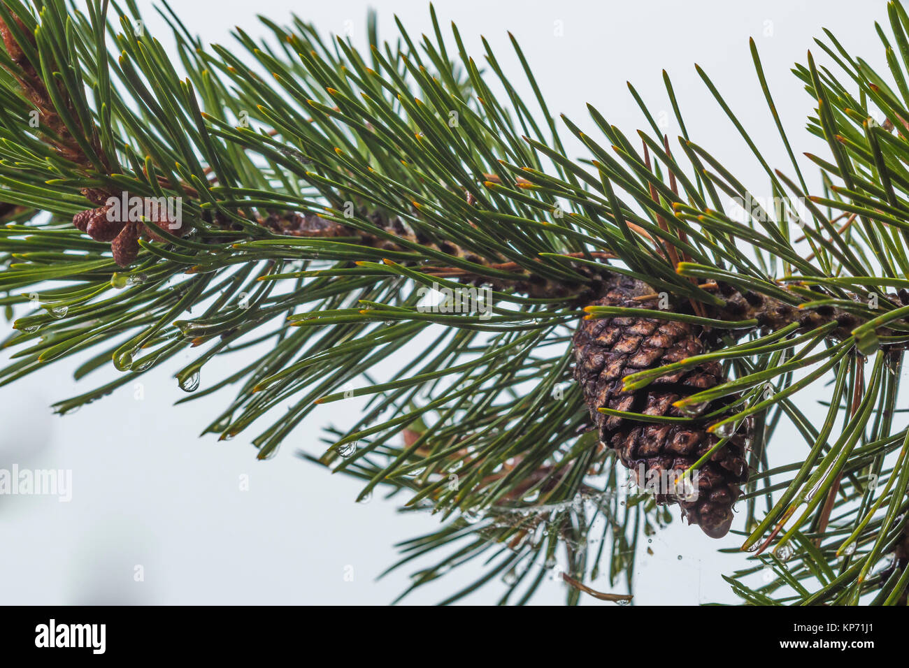 Lodgepole Kiefern, Pinus contorta, Nadeln und Kegel in Newberry National Volcanic Monument, Central Oregon, USA Stockfoto