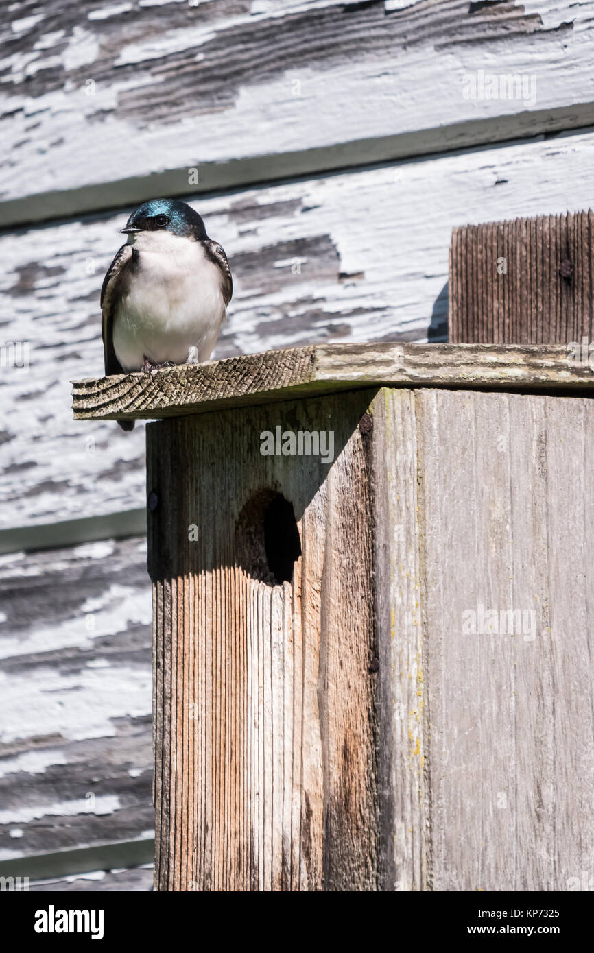 Baum Schlucken über dem Nistkasten an Nisqually National Wildlife Refuge, Nisqually, Washington, USA Stockfoto