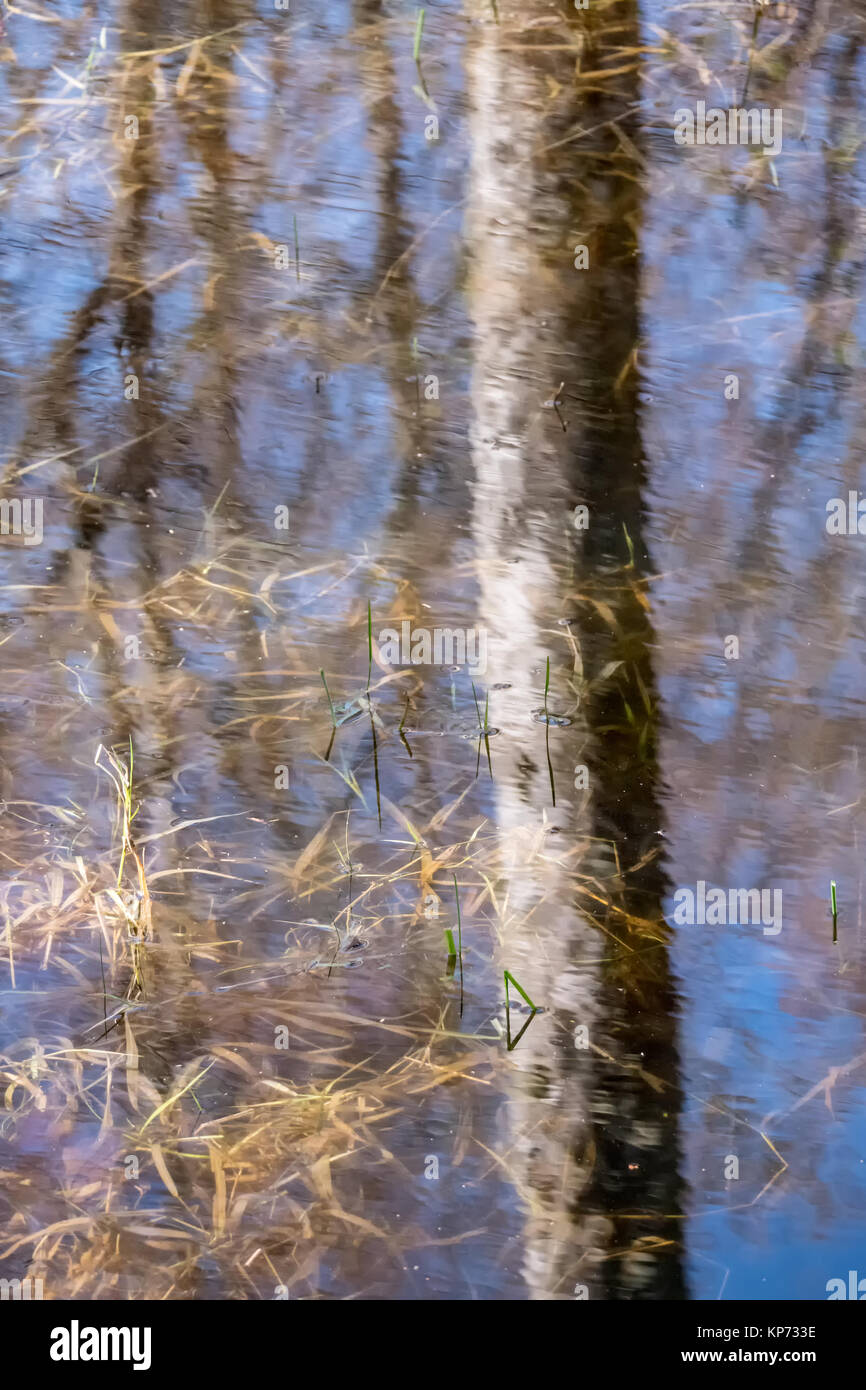 Winter Reflexion der Bäume in einem Teich voller cattail Pflanzen in Nisqually National Wildlife Refuge, Nisqually, Washington, USA Stockfoto