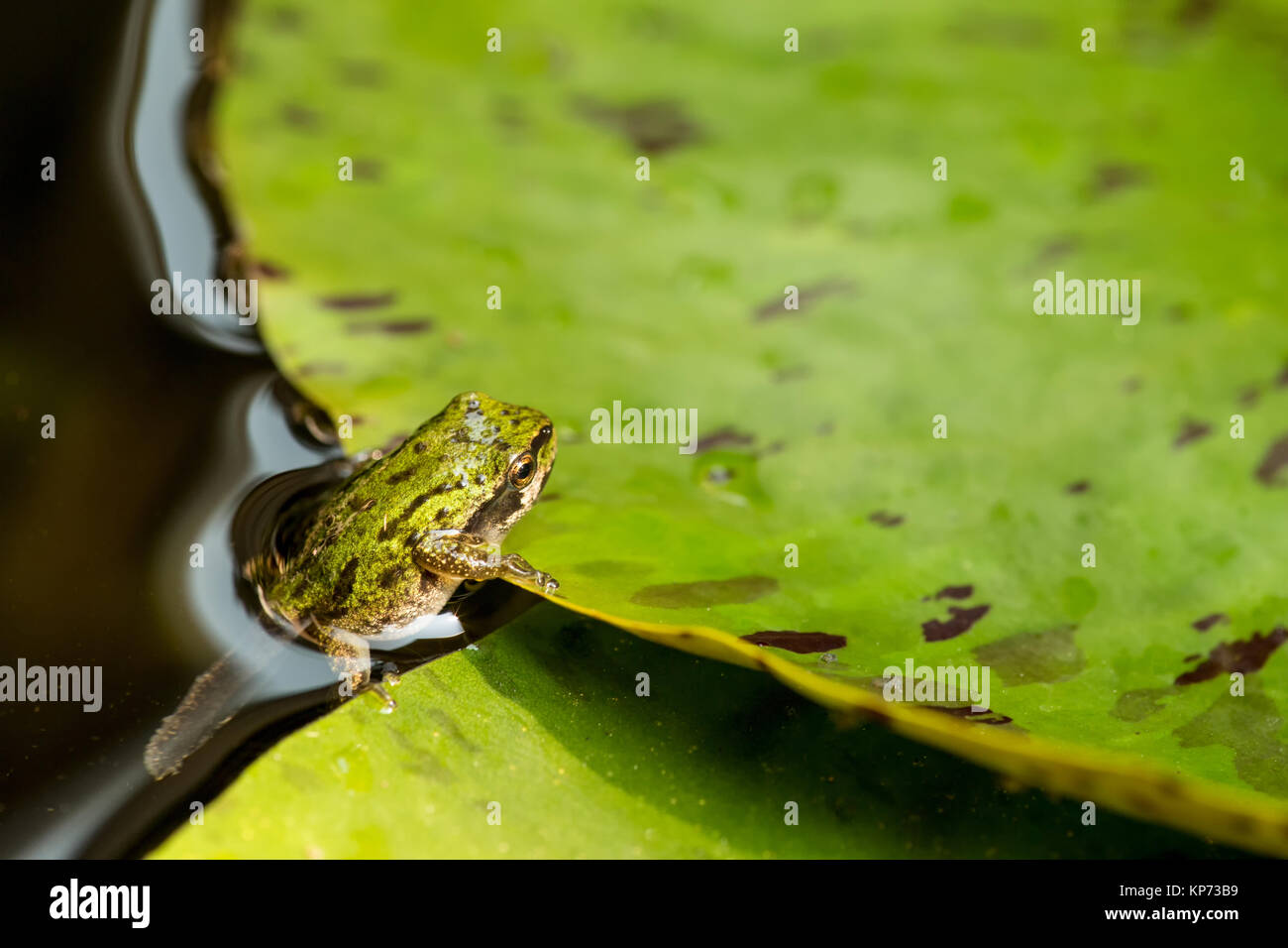 Pacific Tree Frog oder Pacific Chorus Frosch (Pseudacris regilla) in der Kaulquappe mit vier Beinen Stadium, ruht auf einer Seerose Pad in einem Teich in Issaquah, Stockfoto