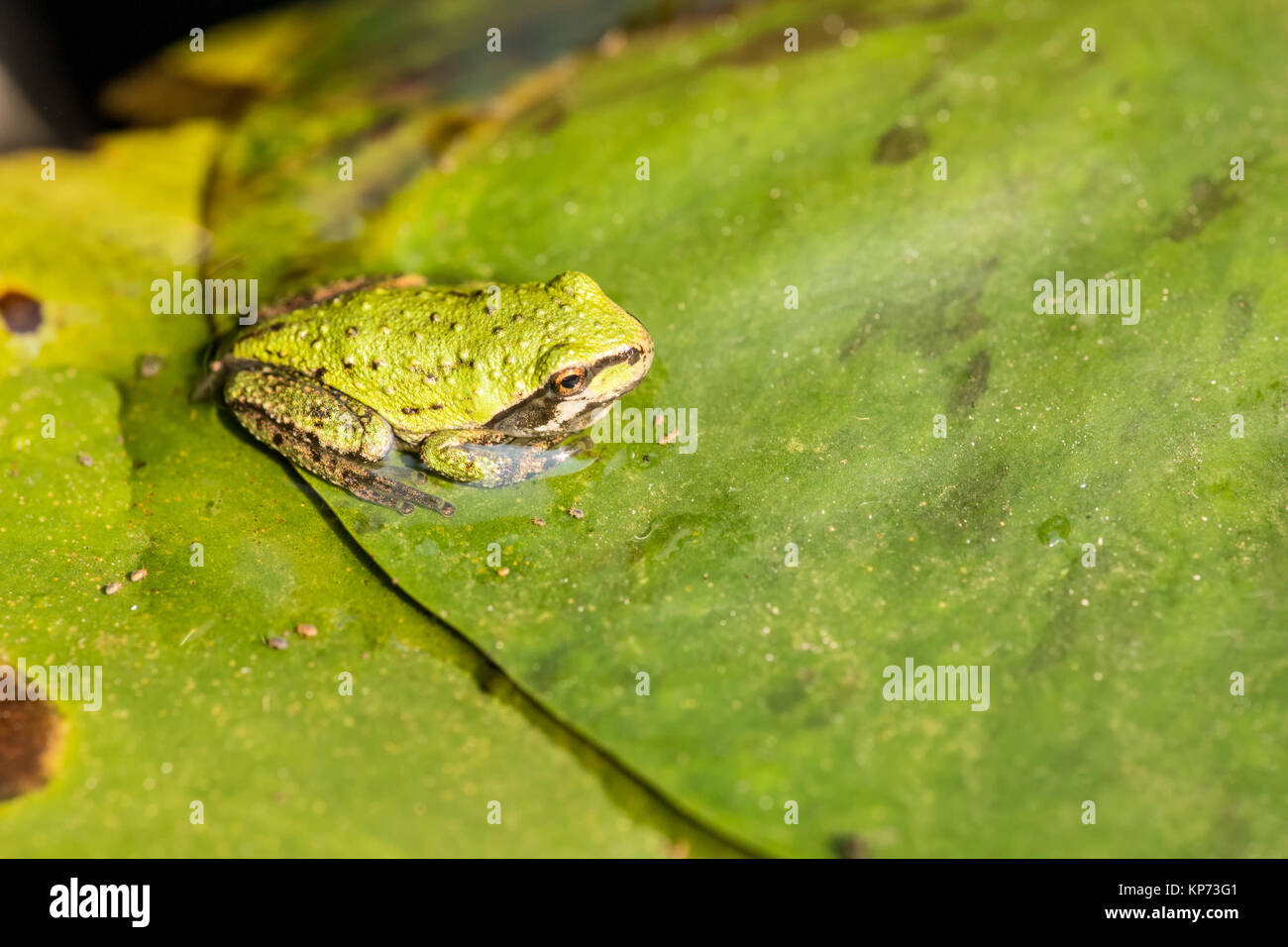 Voll Pacific Tree Frog oder Pacific Chorus Frosch (Pseudacris regilla) in einem Teich in Issaquah, Washington, USA. Die Pacific Chorus Frosch kann Dist. Stockfoto