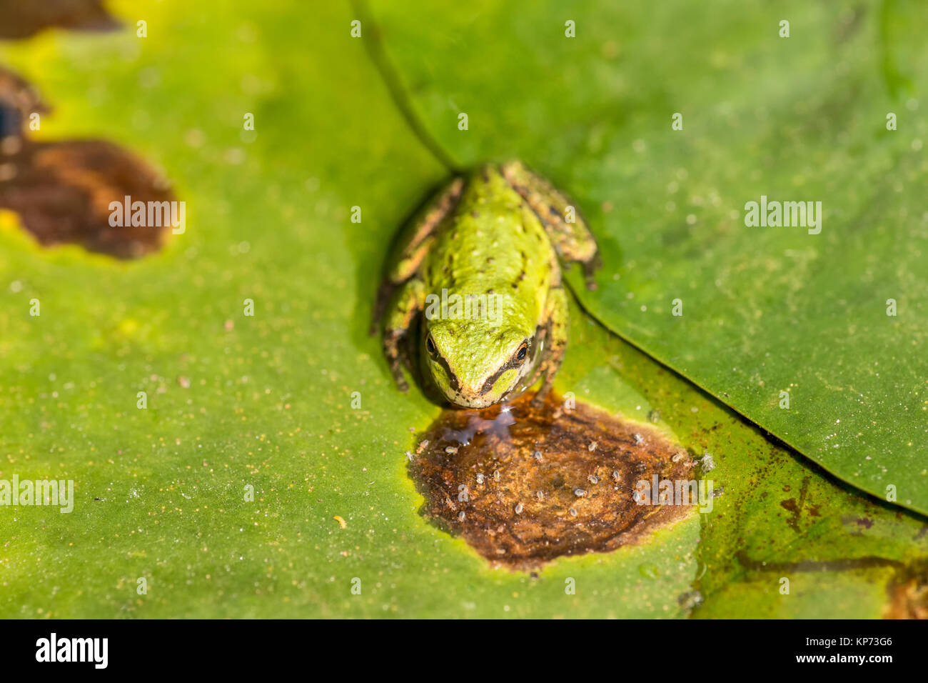 Voll Pacific Tree Frog oder Pacific Chorus Frosch (Pseudacris regilla) in einem Teich in Issaquah, Washington, USA. Die Pacific Chorus Frosch kann Dist. Stockfoto