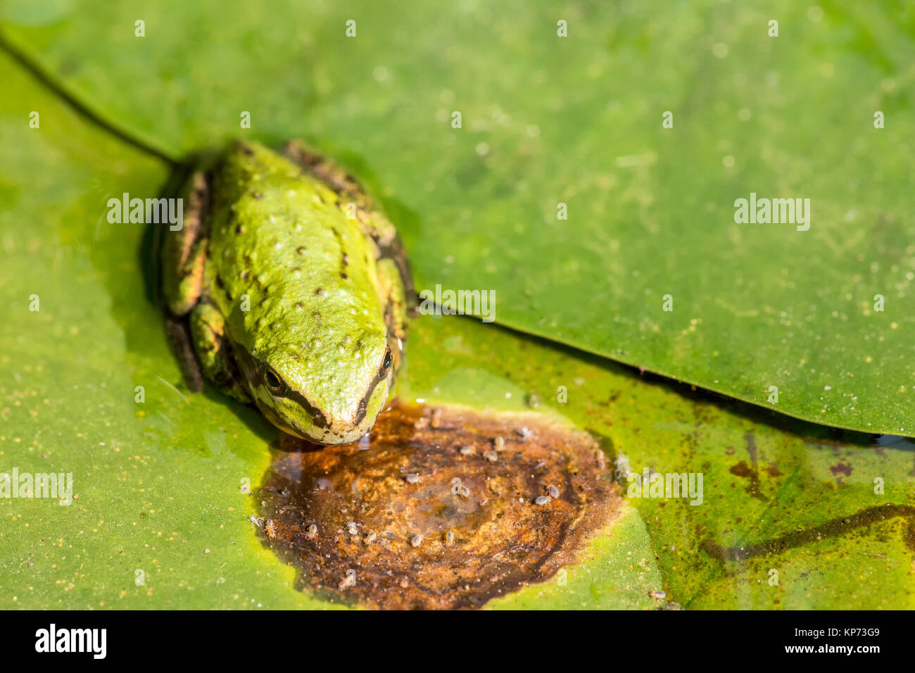 Voll Pacific Tree Frog oder Pacific Chorus Frosch (Pseudacris regilla) in einem Teich in Issaquah, Washington, USA. Die Pacific Chorus Frosch kann Dist. Stockfoto