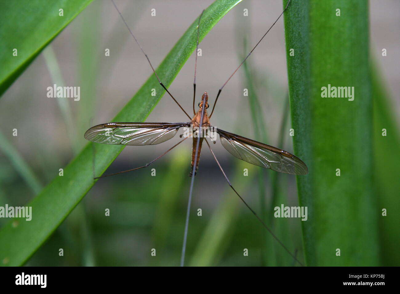 Schnake Stockfoto