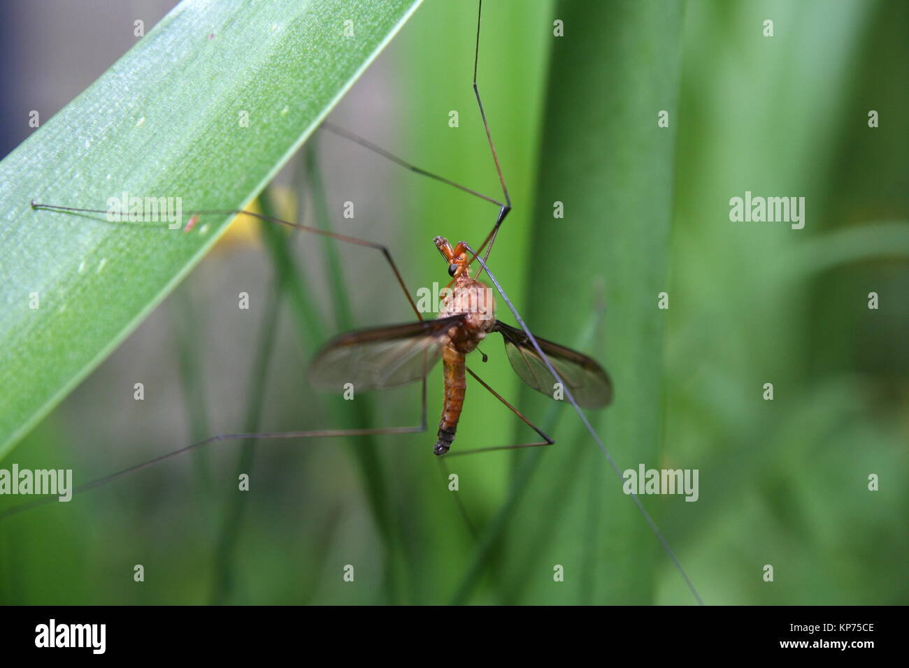 Cranefly von der linken Seite aus gesehen Stockfoto