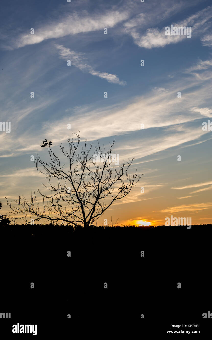 Vertikale cloudscape von geschichteten Wolken bei Sonnenuntergang mit Baum Silhouette und Sonne im Herbst in der Nähe von Dimitrovgrad, Bulgarien Stockfoto