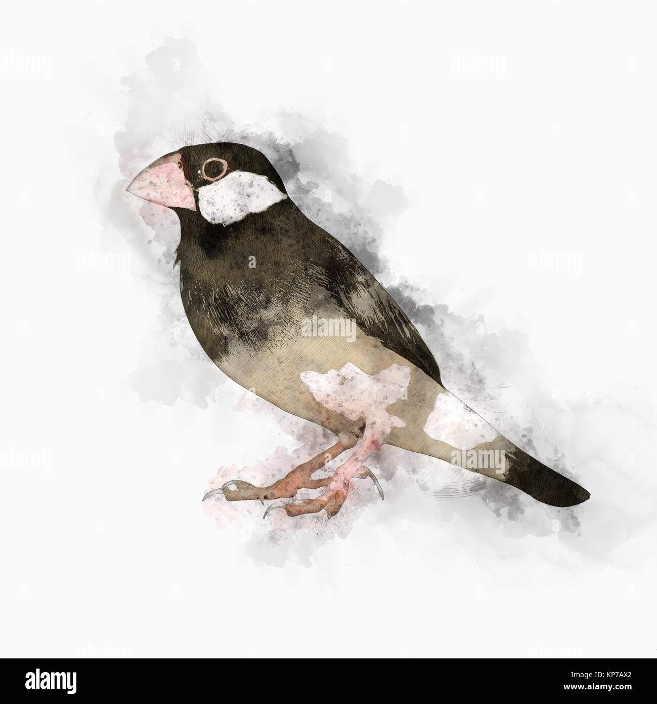 Digital verbesserte Bild eines Java sparrow (Lonchura oryzivora), Stockfoto
