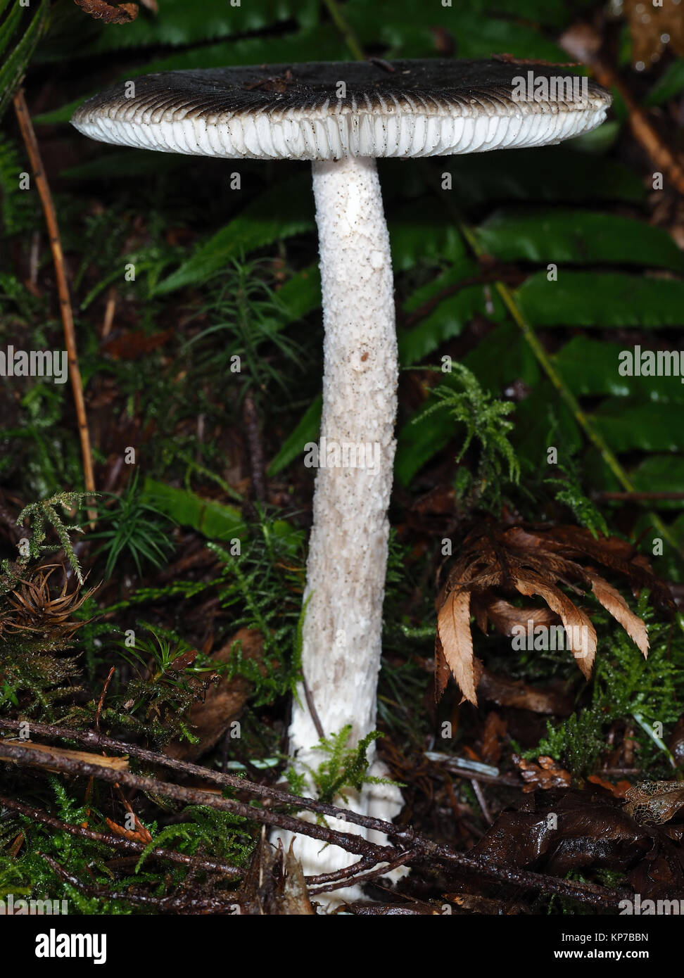 Amanita pachycolea, allgemein bekannt als die westlichen Grisette, im Pazifischen Nordwesten Wald wachsen; Seitenansicht Stockfoto