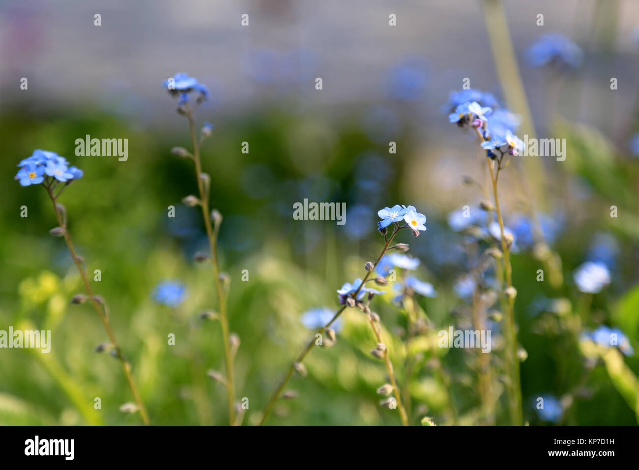 Kleine blaue Blumen Vergissmeinnicht (Myosotis), geringe Tiefenschärfe und unscharfen Hintergrund, geeignet für Hintergründe. Stockfoto