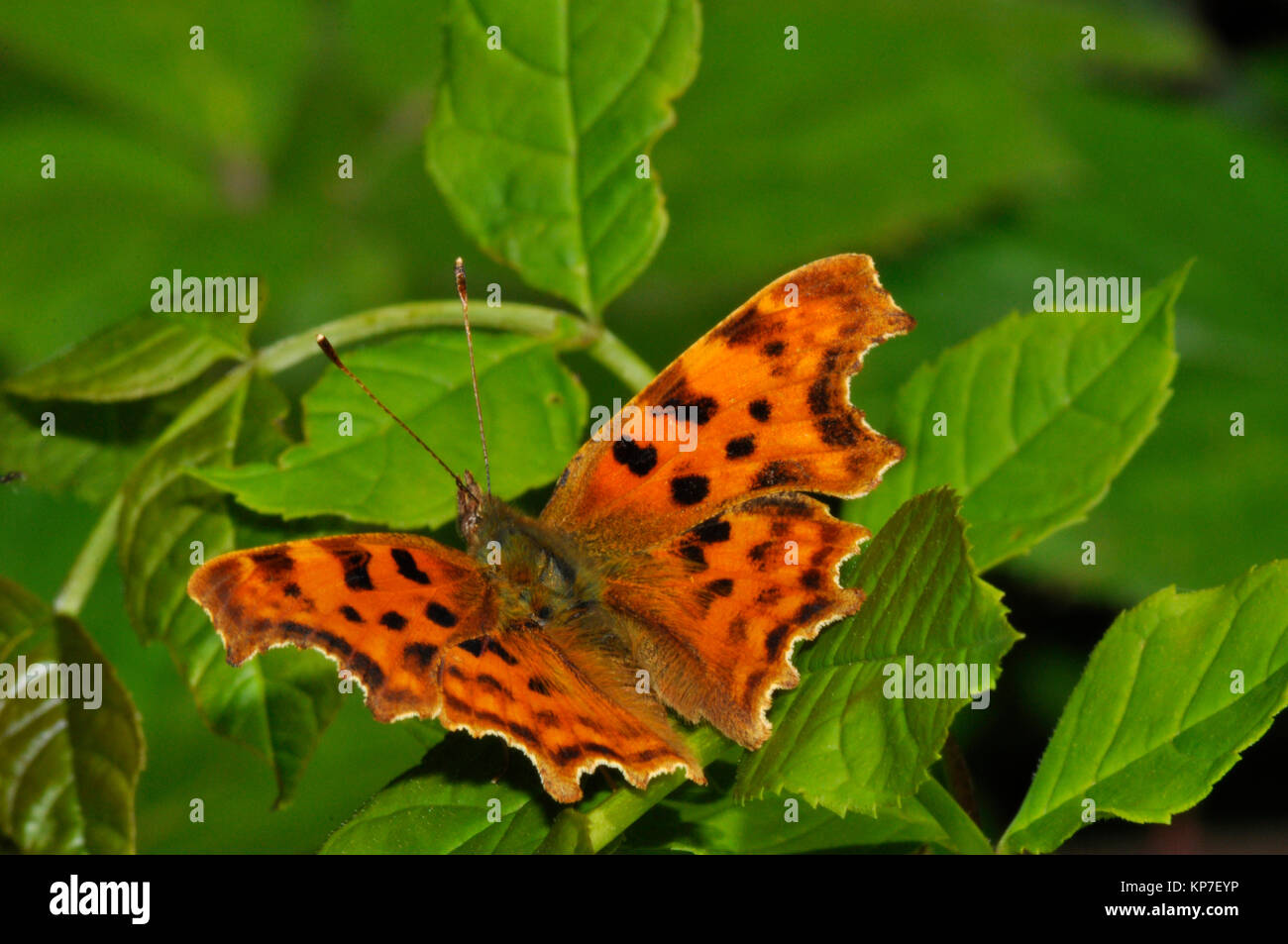 Komma Schmetterling", Polygonia c-Album", Schmetterling, weit verbreitet, Wiltshire, England, Großbritannien Stockfoto