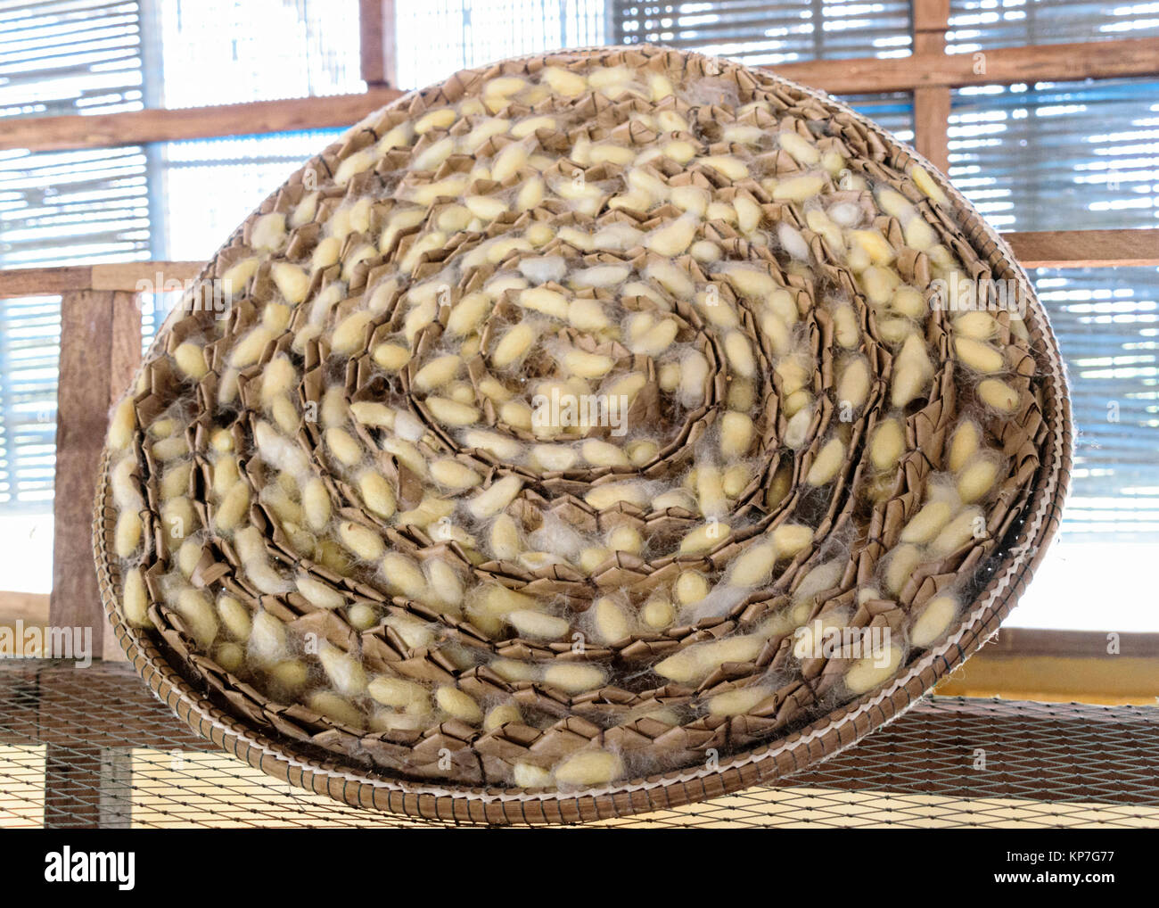 Naturseide landwirtschaftliche und handwerkliche Herstellung von Seide Artefakte - golden Silk Worm chrysalis in wicker Frame Stockfoto