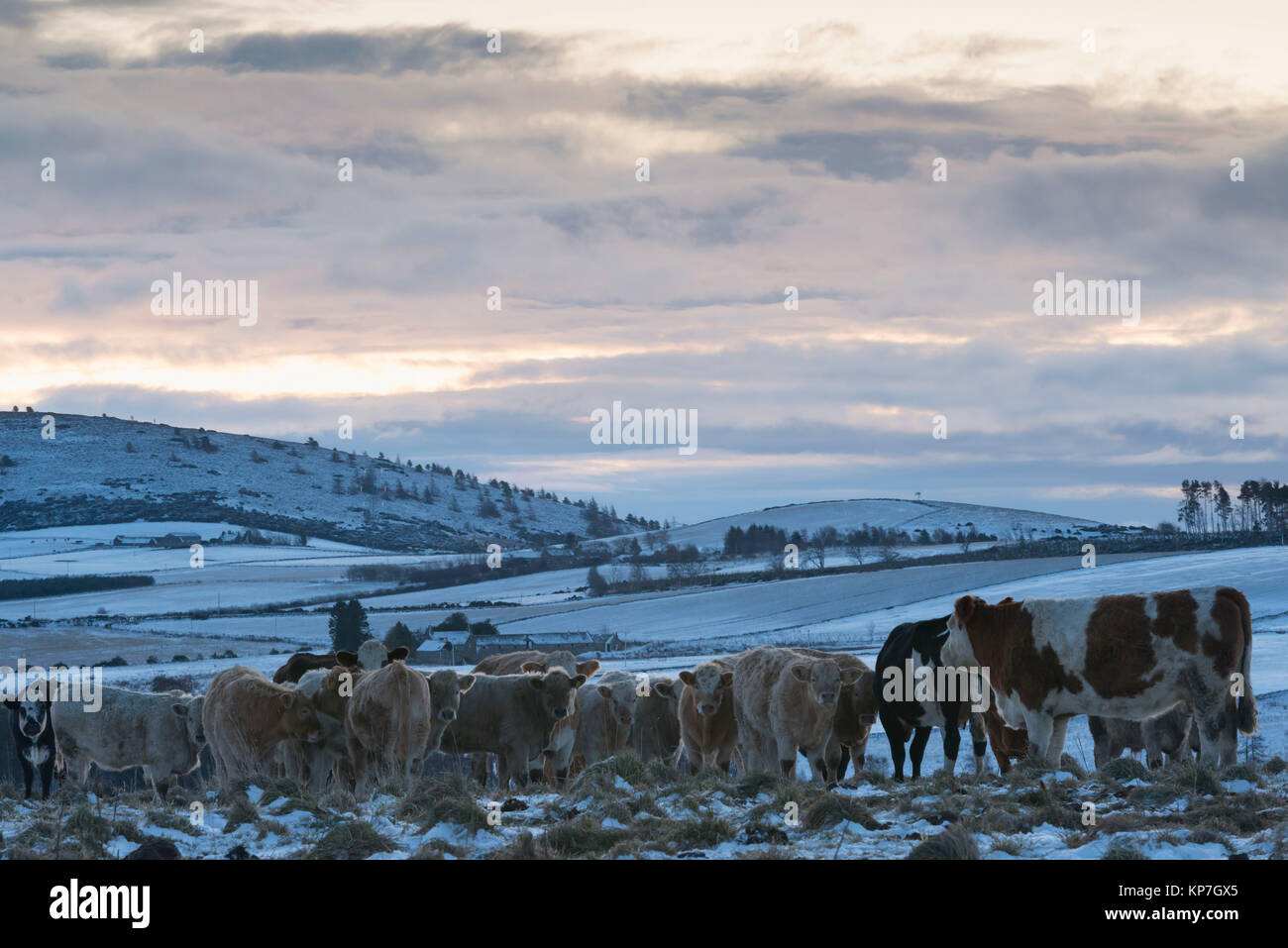 Rinder Fütterung bei Sonnenaufgang an einem Verschneiten Wintermorgen in Aberdeenshire Stockfoto