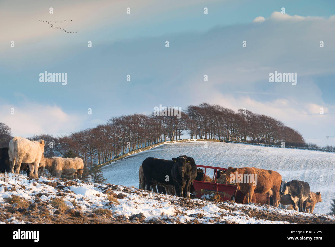 Vieh auf der Weide auf einen schneereichen Winter Morgen in Aberdeenshire Stockfoto