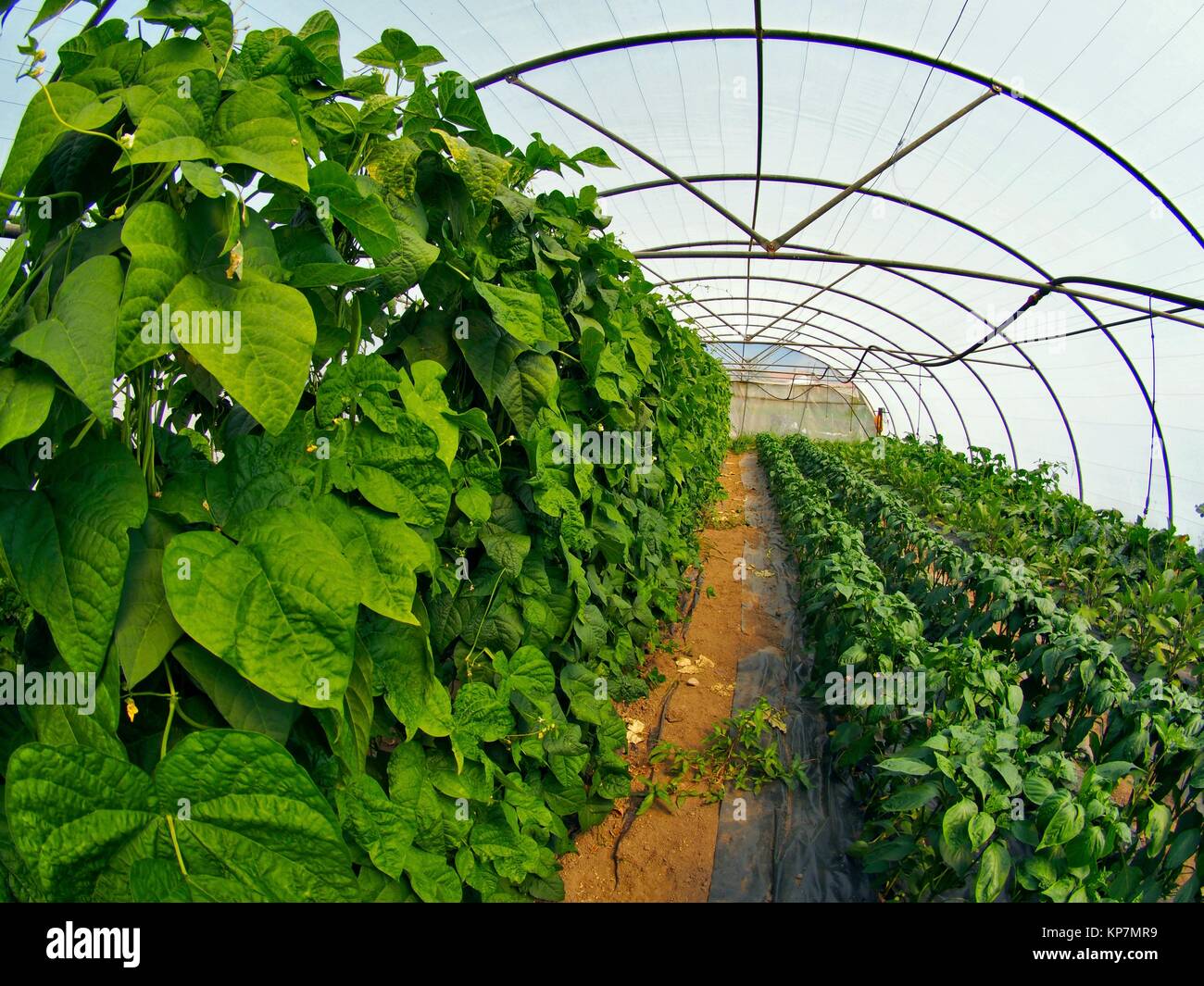 Grüne Bohnen und Paprika Pflanzen im Gewächshaus. Ecocaracol Bio-bauernhof.  Venta Las Ranas Dorf, Villaviciosa Dorf Rat. Asturien Stockfotografie -  Alamy