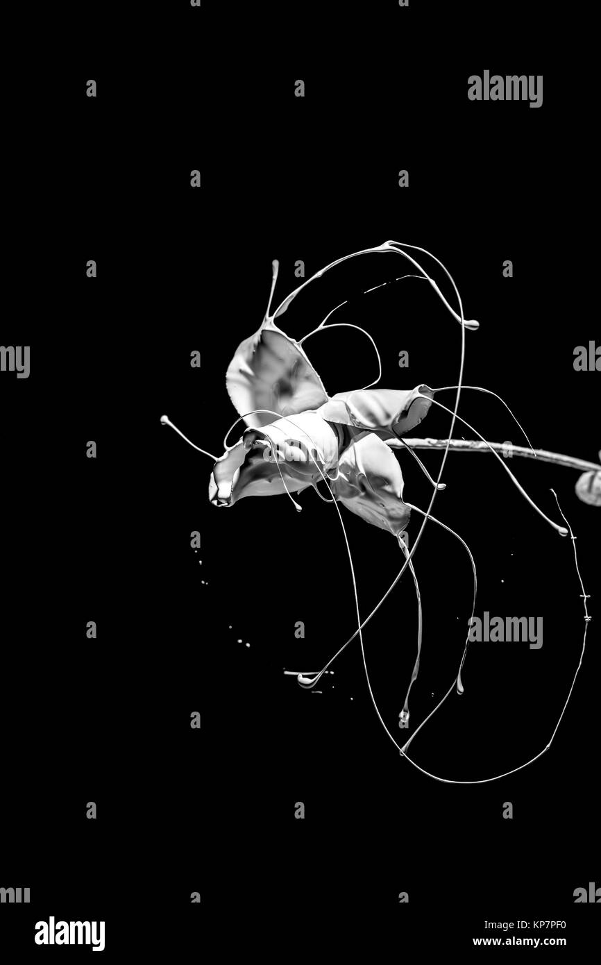 Rose mit flüssiger Farbe spritzen und rotieren Stockfoto