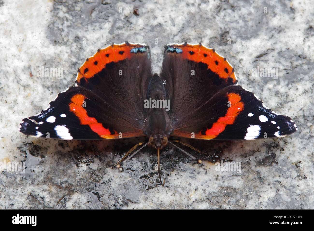 Admiral - Butterfly Stockfoto