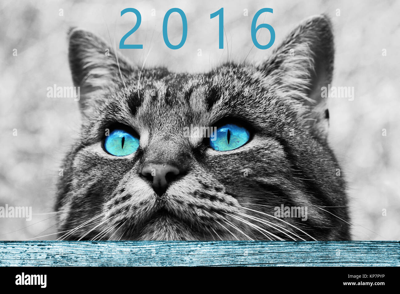 Eine neugierige Katze Blick in das neue Jahr 2016 Stockfoto