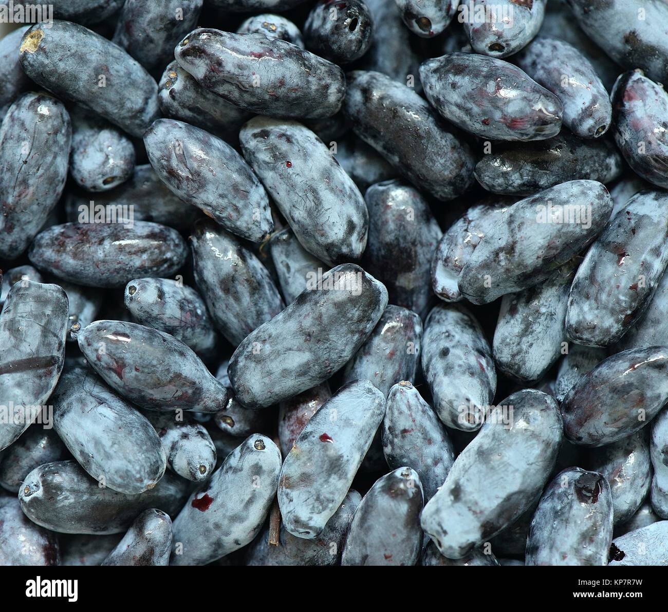 Hintergrund Der geißblatt Beeren flachen DOF Stockfoto