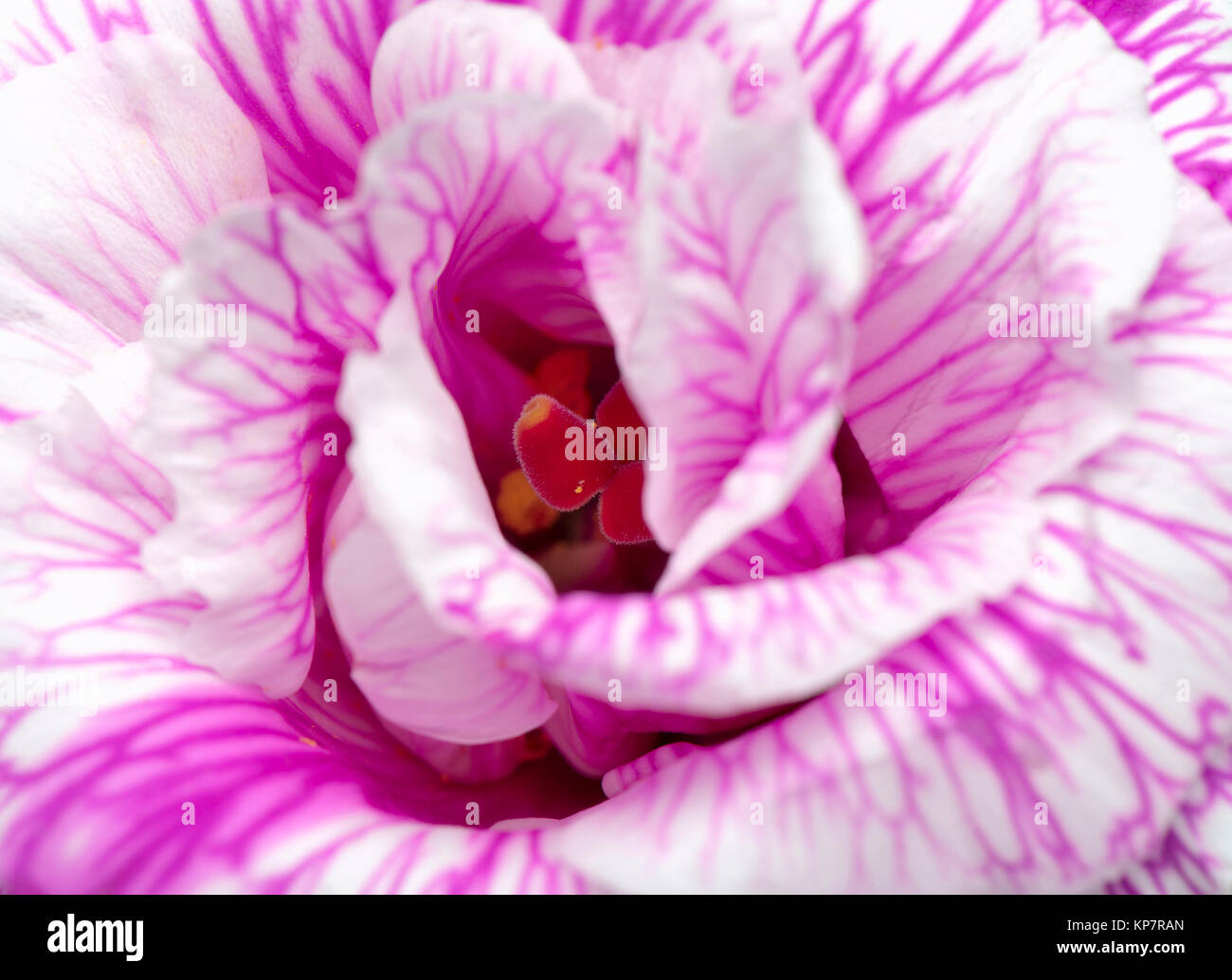 Lisianthus Blume, Nahaufnahme Stockfoto