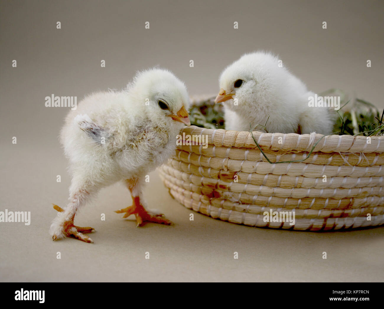 Zwei deutsche Hühnerküken mit Lachs Stockfoto