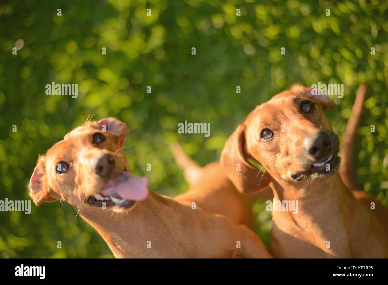 Zwei glückliche Hunde Stockfoto