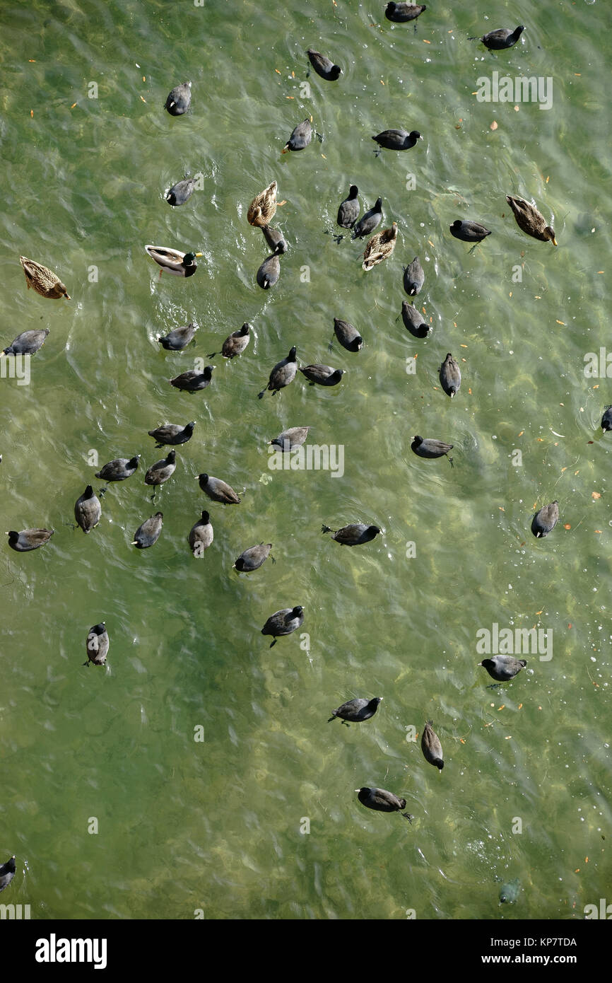Luftaufnahme der Wasservögel Stockfoto