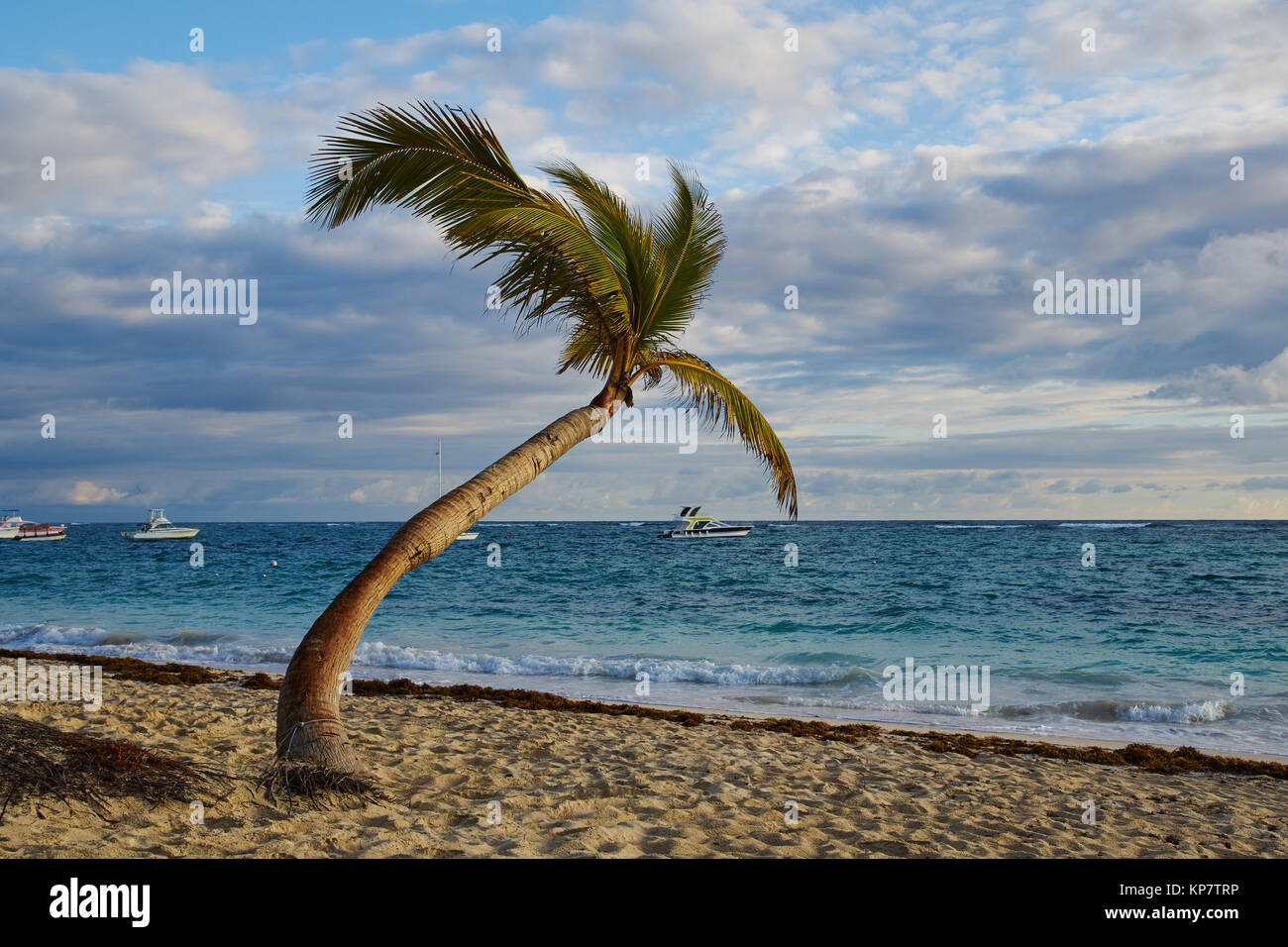 Kokospalme am Karibikstrand Stockfoto