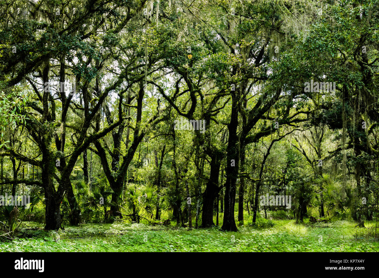 Grünen Sumpf Dark Forest, Moody Wald in zentralem Florida Grün Swamp Wildlife Management Area Stockfoto