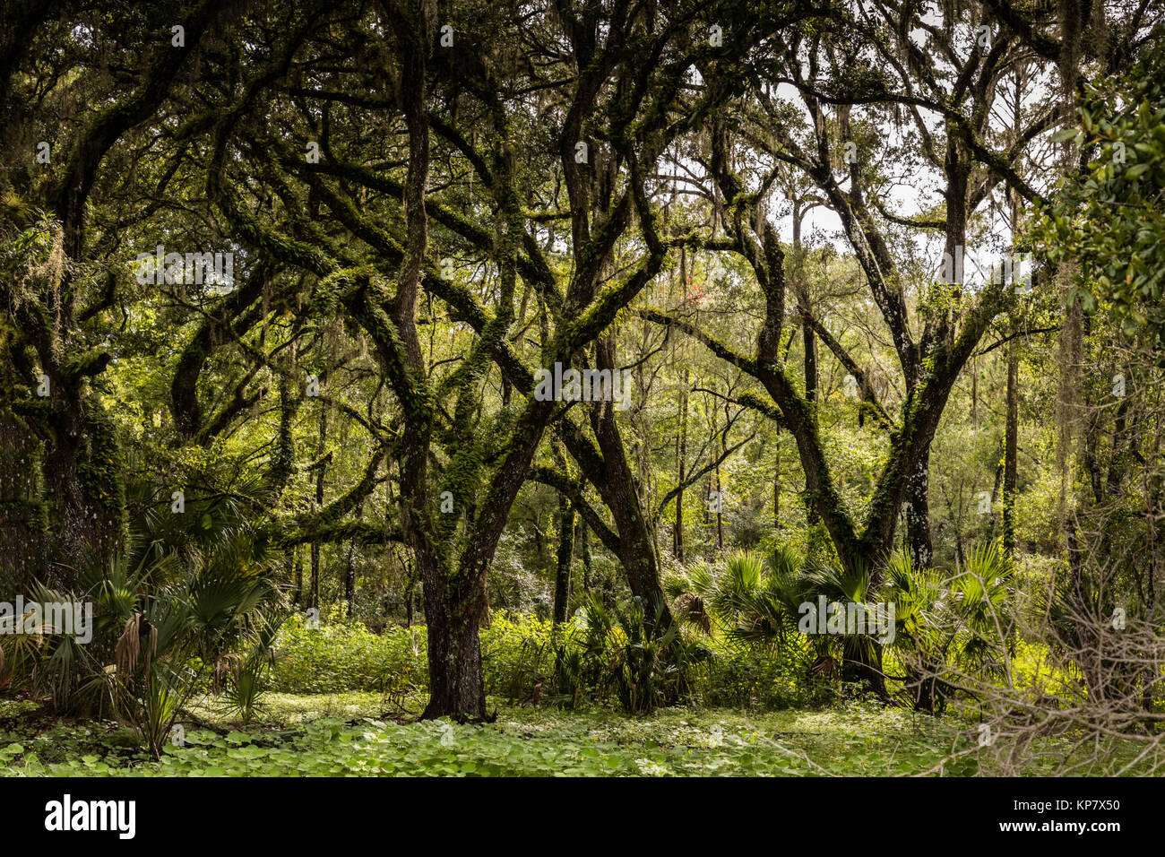 Grünen Sumpf Dark Forest, Moody Wald in zentralem Florida Grün Swamp Wildlife Management Area Stockfoto