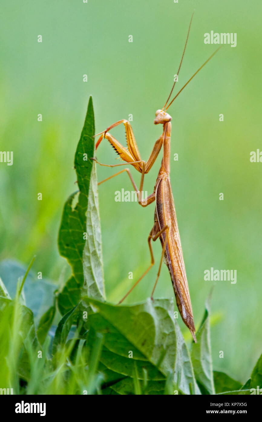 Gottesanbeterin auf Stiel in Garten mit Gesicht zu sehen. Stockfoto