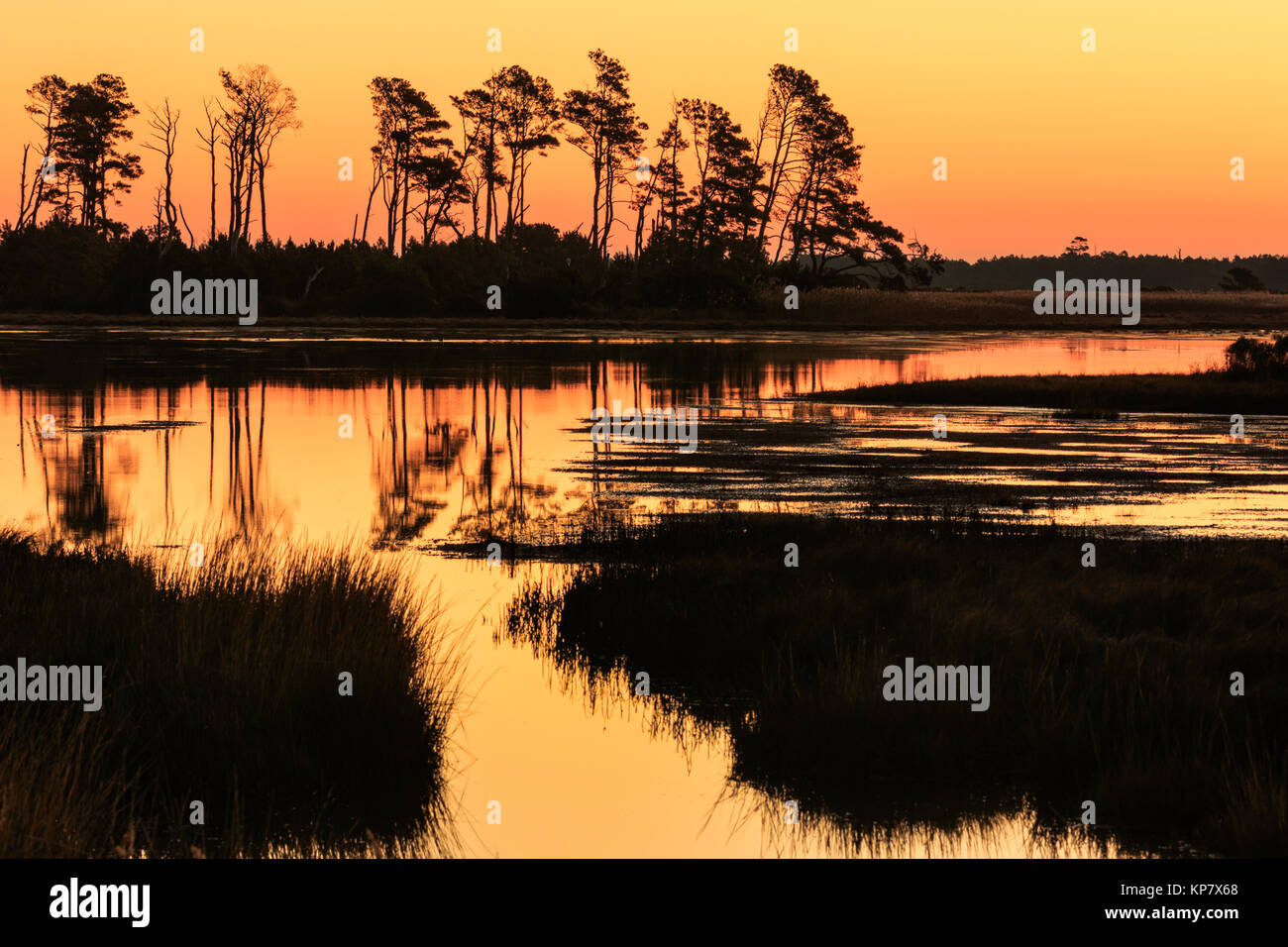 Baum Silhouette im Sonnenaufgang mit Wasser Reflexion über Salzwiesen in Chincoteague Wildlife Refuge Stockfoto