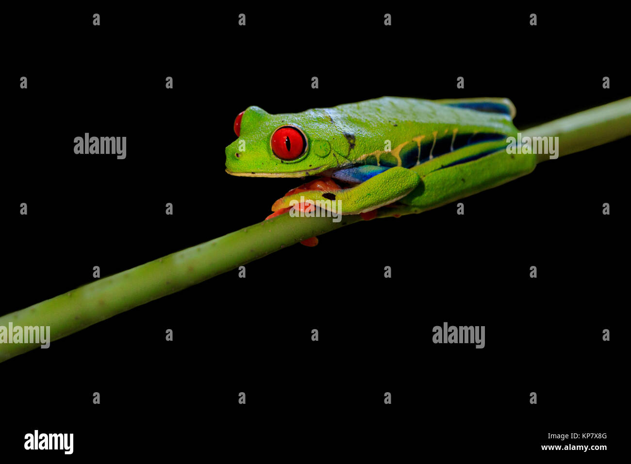 Red Eyed Tree Frog auf Stammzellen im Regenwald Dschungel von Costa Rica Stockfoto