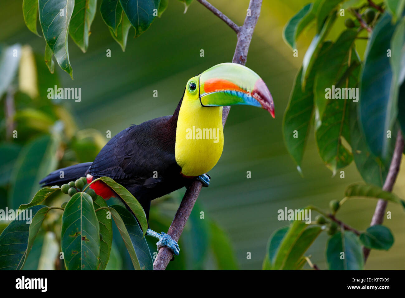 Keel Billed Toucan, in Bäumen in Costa Rica Regenwald Stockfoto