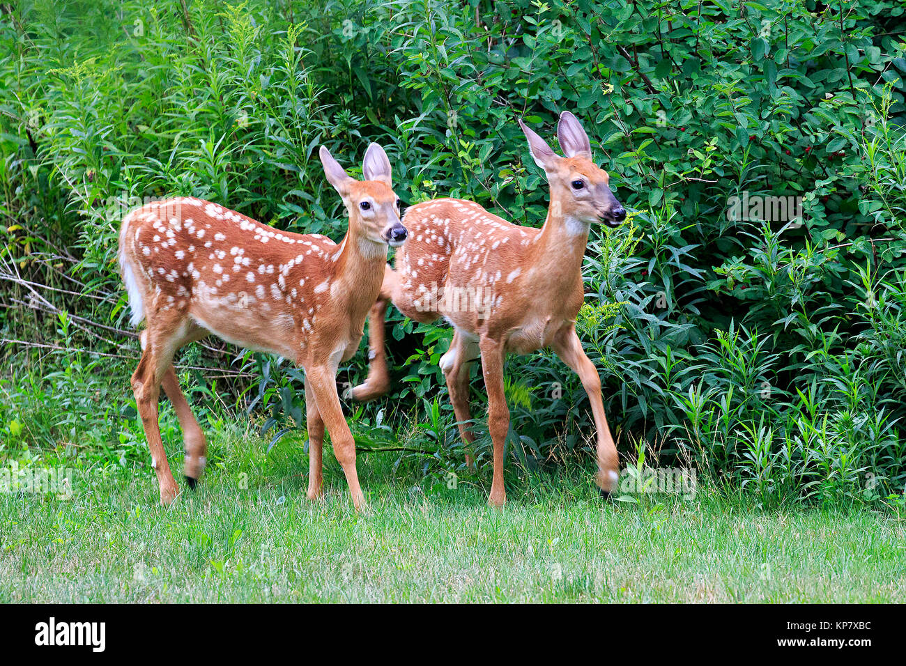 Zwei Baby Faun White tailed deer Trab Als Paar beschmutzt Stockfoto