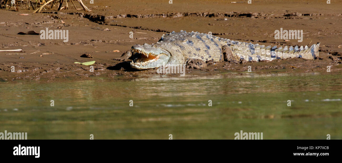 Amerikanische Krokodil aus Costa Rica in Fluss mit guter Aussicht der Zähne Stockfoto
