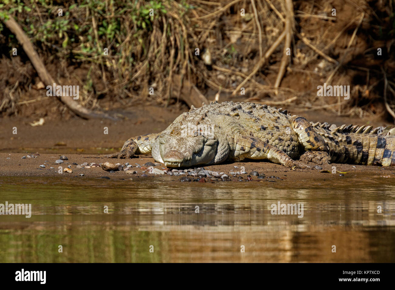 Amerikanische Krokodil aus Costa Rica in Fluss mit guter Aussicht der Zähne Stockfoto