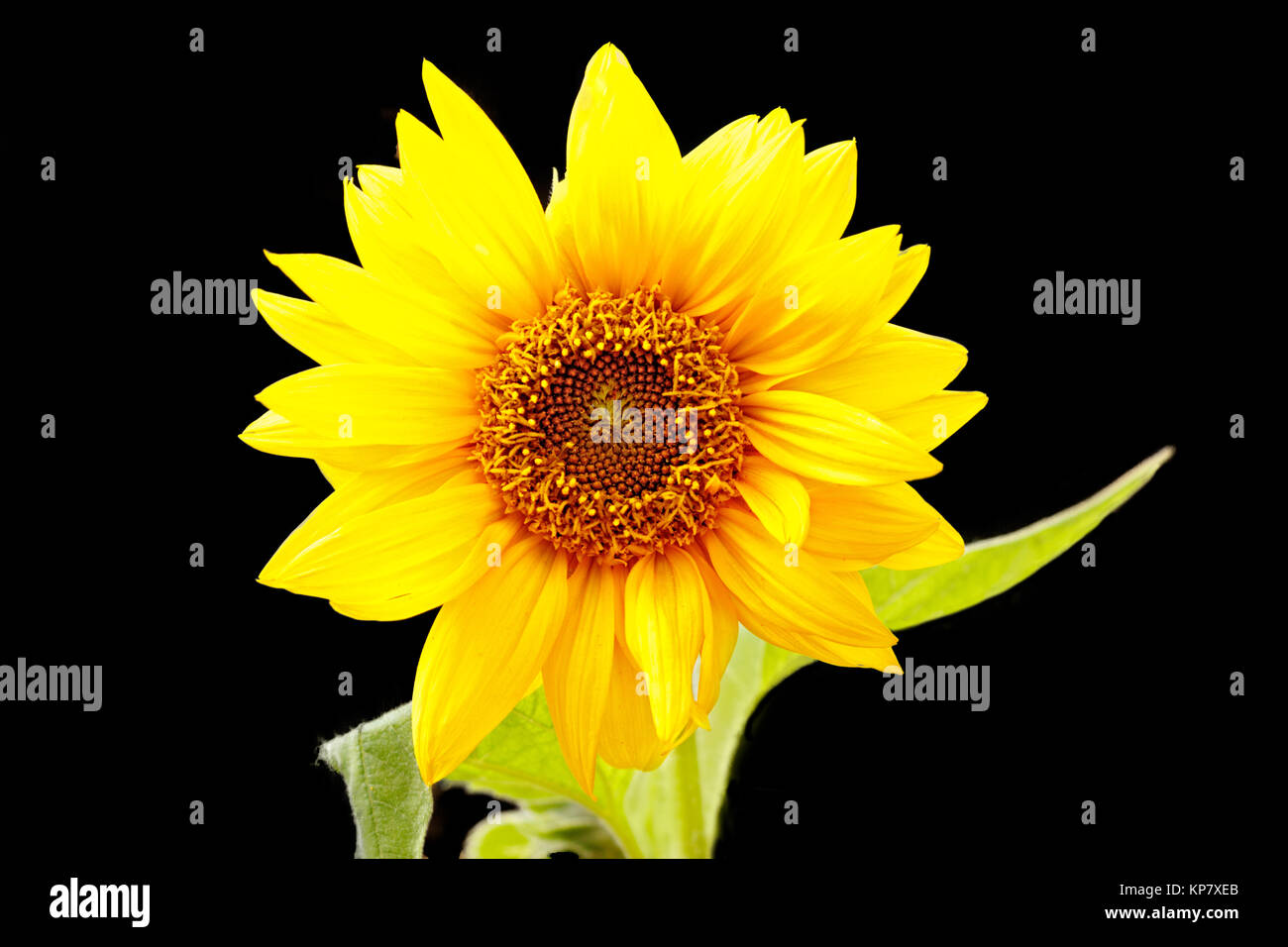 Sonnenblume mit schwarzem Hintergrund Stockfoto