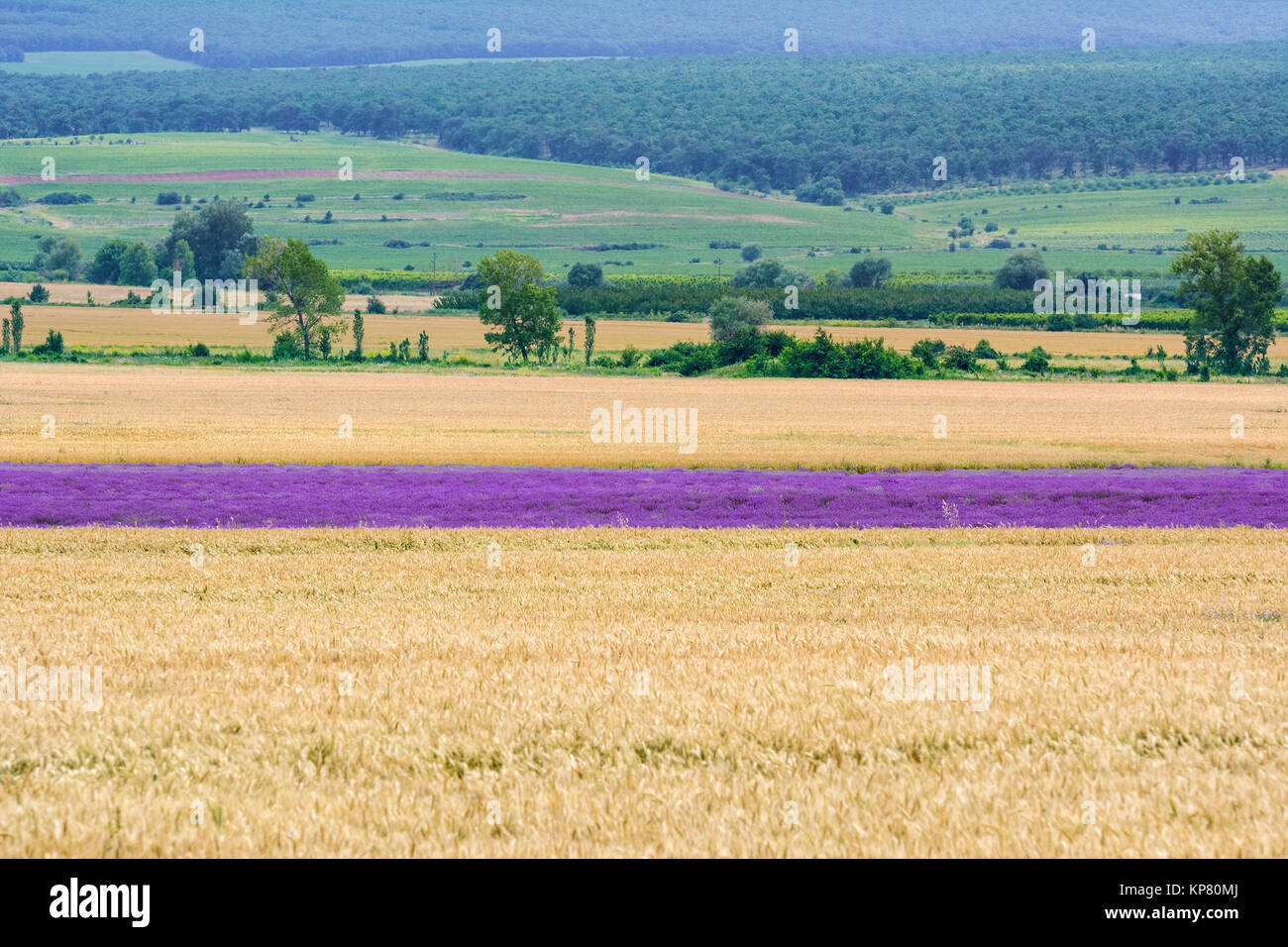 Lavandula Fluss Stockfoto