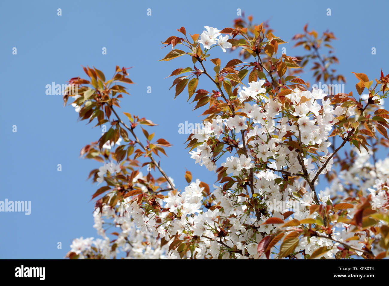 Kirschblüte Baum gegen den klaren blauen Himmel Stockfoto