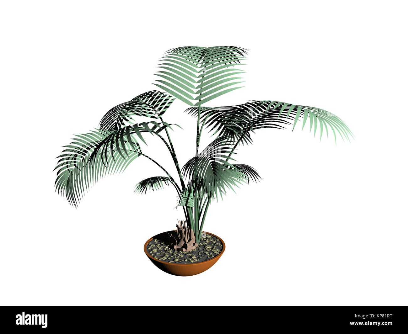 Palmenpflanze ausgenommen Stockfoto