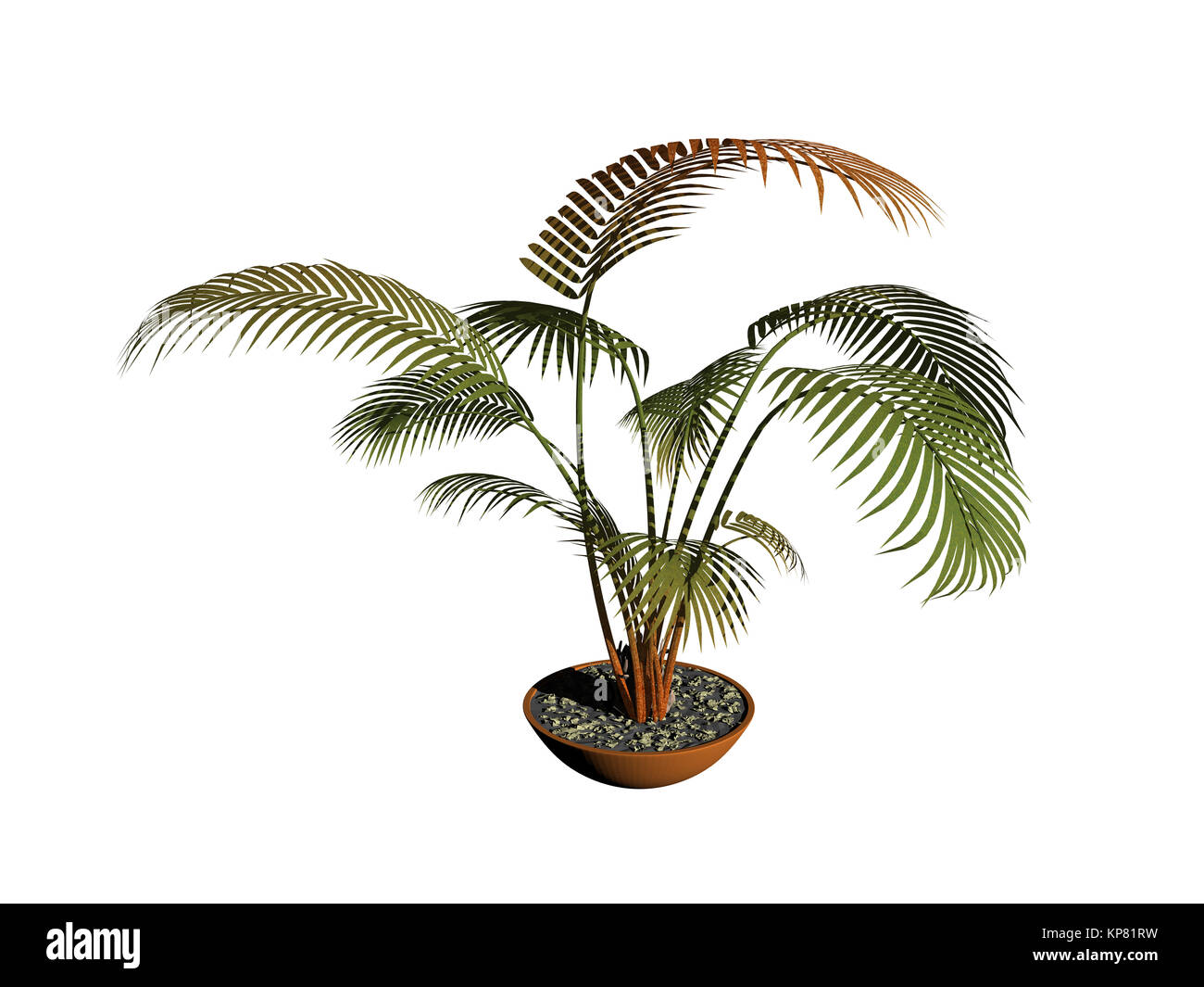 Palmenpflanze ausgenommen Stockfoto