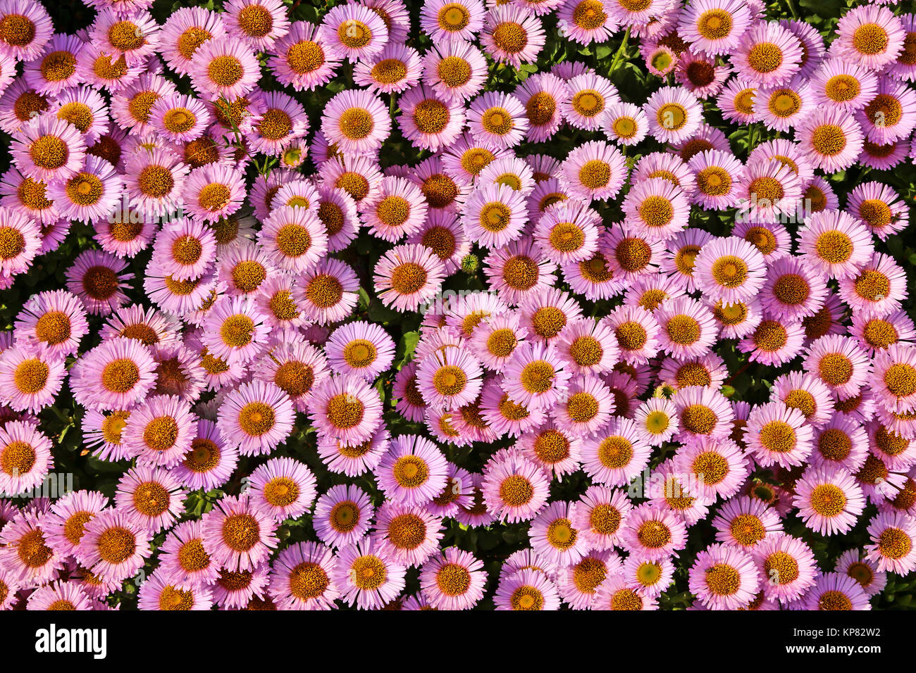 Zartrosa Blumenteppich Stockfoto