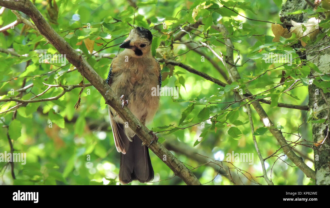 Holz-Vogel Stockfoto