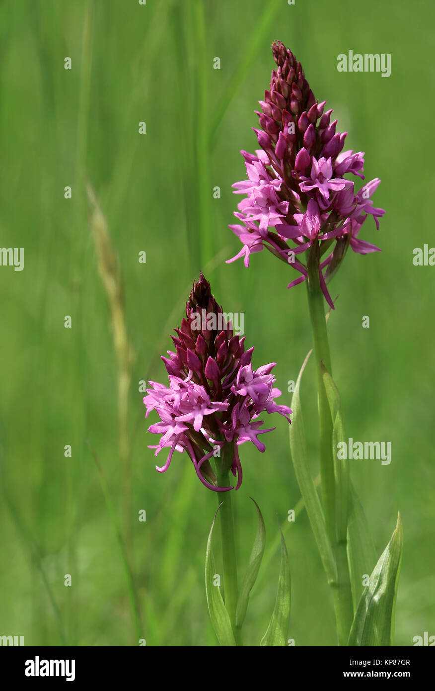 Anacamptis pyramidalis Anacamptis pyramidalis Stockfoto